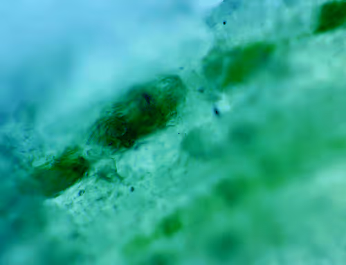 Item #71646257518770613568983710813551014237803002136866425209291833770107866185729 Media