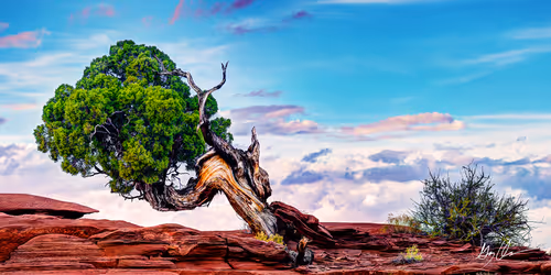 Item #47249959134198920907423674863097916784609466470325481649030705711837930848257 Media