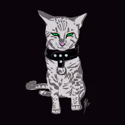 KITTEN