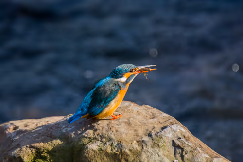 Item #15286439154353413258560728673590493507949724092509999987352070567107051388929 Media