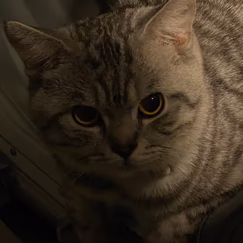 Bufficat