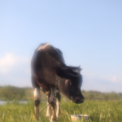 Postcard 7 - a cow from the Khmelnytskiy region
