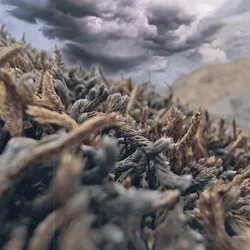 Another Ether world