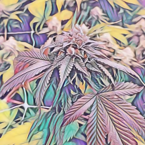 Kimcali by kim's roots
