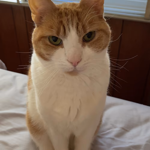 My Cat Maple #1