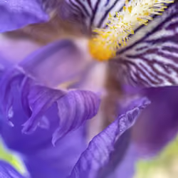 Violet