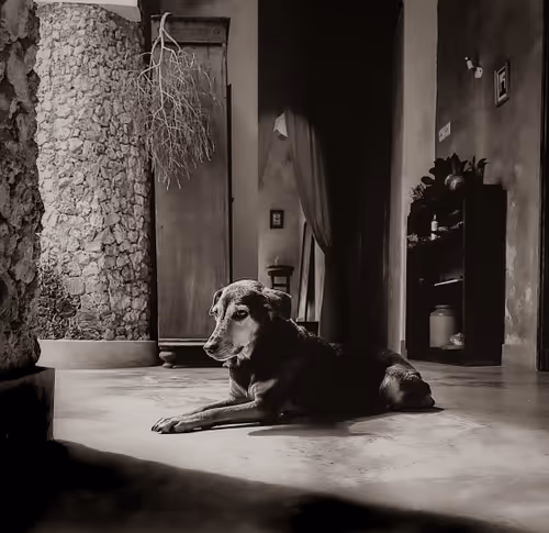 Item #26959255439957110233077989937802681477686360662735004345703791625523624411137 Media