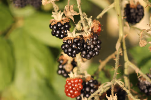 51124555051901614330264480006545612592022390906904121289505624515129724895233