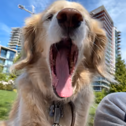 Yawn