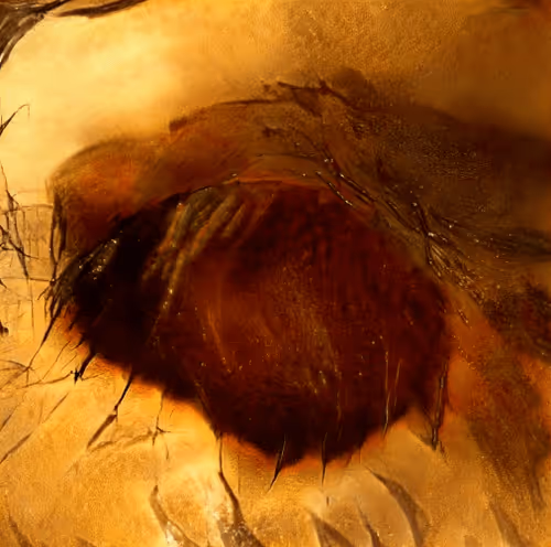 Item #73500473601639277492783536232978387069951164458626547516930003838843266007041 Media