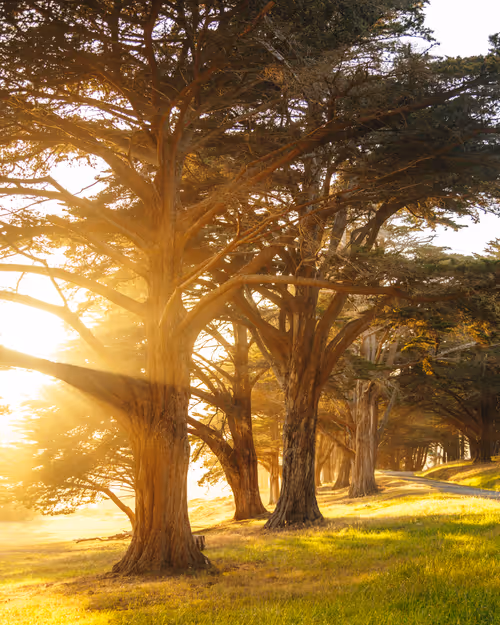 Item #99379921276153973634104125152908526548510783699959858376338453590897267310593 Media