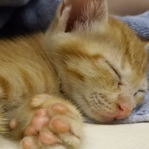 Untitled Collection #73708365