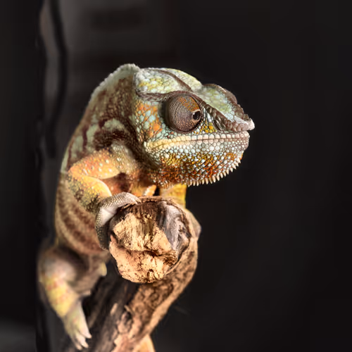 Cool Geckos