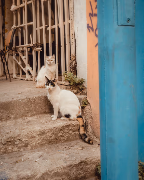 Item #25828147237821198195018353565513715926828886605696715423323237890491603222538 Media