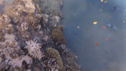 Item #32522392328516293709208538786472574869311995244495637720412795726715171110917 Media