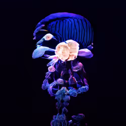 93923887731966639760197662534300547726212510779526051617655967299720982822913