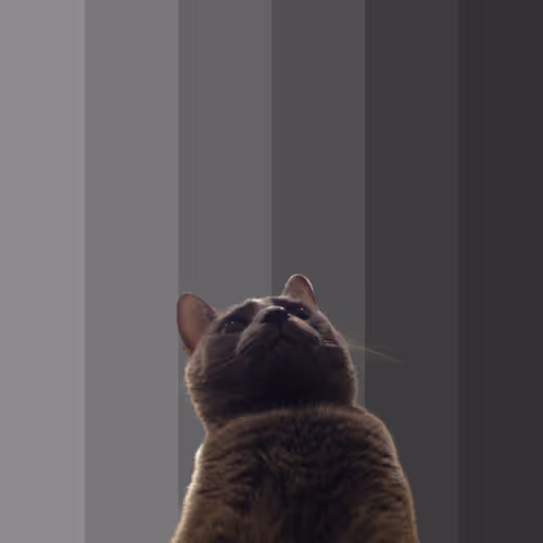 NpTxZanna Collection