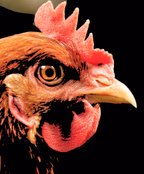 Item #93041893823655267313800827934656988506423291894387914583269607045068717293569 Media