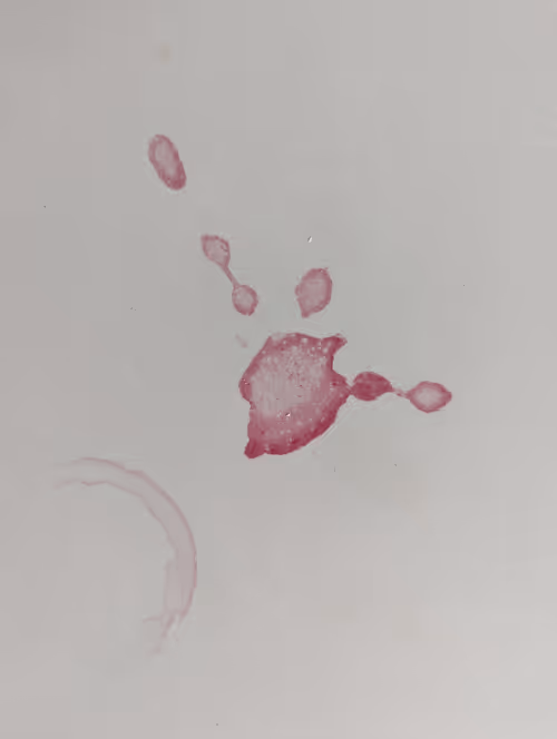 Item #44659341983174900277615426972380684672489201164834520372691987093117227499521 Media