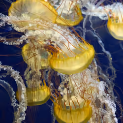 Jelly