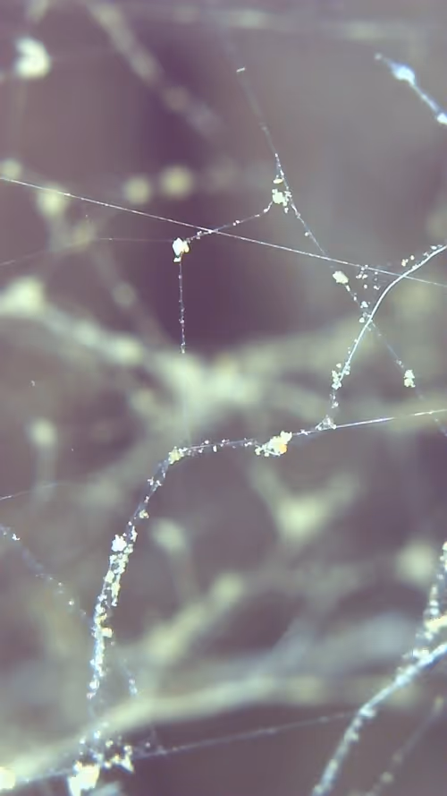 Item #26658692853047594662684063584859351739740990353533291936945253103186516901889 Media