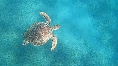 Item #57636846716625674083637003599082399011400728335992986804098864701092296392705 Media