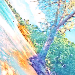 Beches and Trees