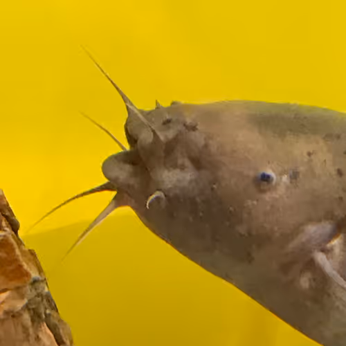 Untitled Collection #353026406