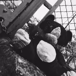 SUPERTEDDY