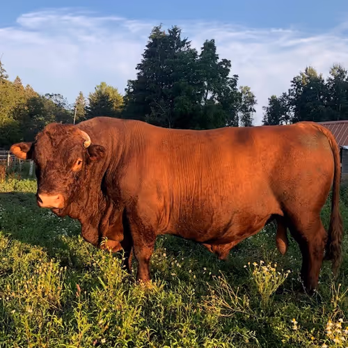 Untitled Collection #22379963