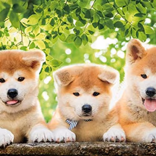 Dogegang