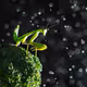 Mantis, Starry night