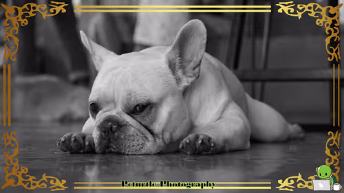 Item #63688176006920298669738405398310368792609774011425620877012057989053541253121 Media