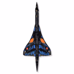 Ancyluris Concordae