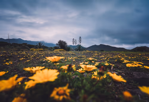 Item #96927138123694371990624378573919196862016558693078256504060925376729437962241 Media