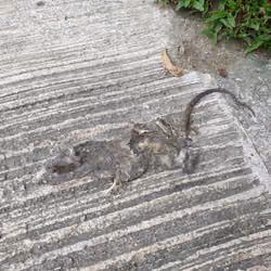 RAT Malaysian Style