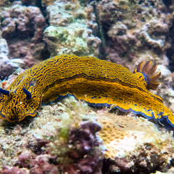 Zebra Nudibranch