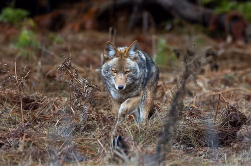 Item #112637204327845919666552565254926487665706650630918372060770064631556722393089 Media