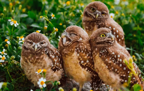 Angry birds