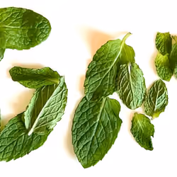 Free Mint GM