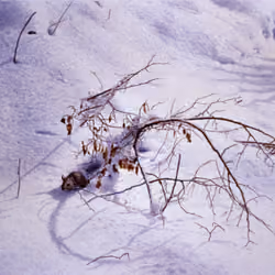 Shadow on the Snow