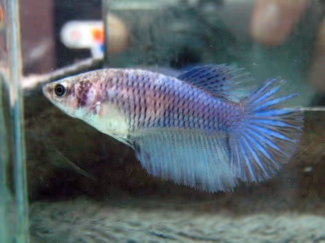 Tunabluefin