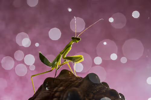 Item #103209038218613868930619060226973881085287424924468474495414640457872146694145 Media