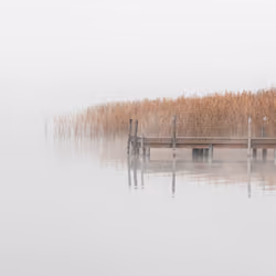 Reed #5