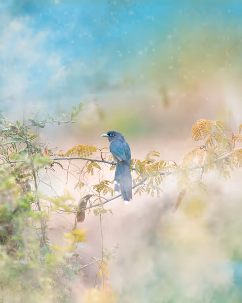 Item #20879904977050231781978559907445915739532146362246903749837269908410821771265 Media