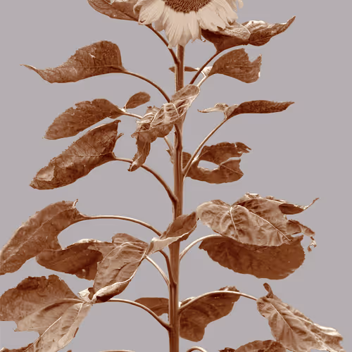 Flowers for Friends and Community