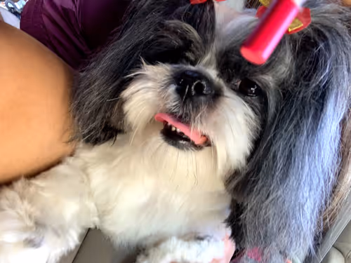 Item #82335531887655560920429208788294566219073907543581725530052525327190346170369 Media