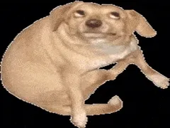 DOG WOOF WOOF