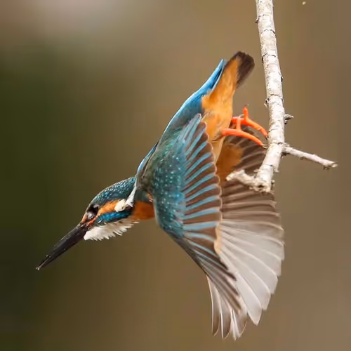 Item #85283593474592866702825863891440896187489625532897251754967764800412229566465 Media