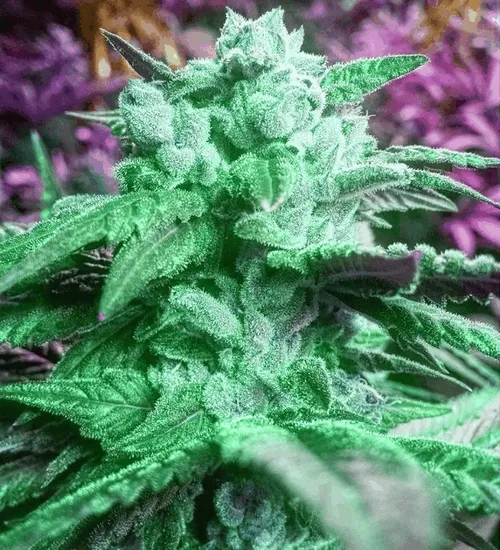 Item #114043227085823410511563149083045456933381279232142212150263608023799404953601 Media